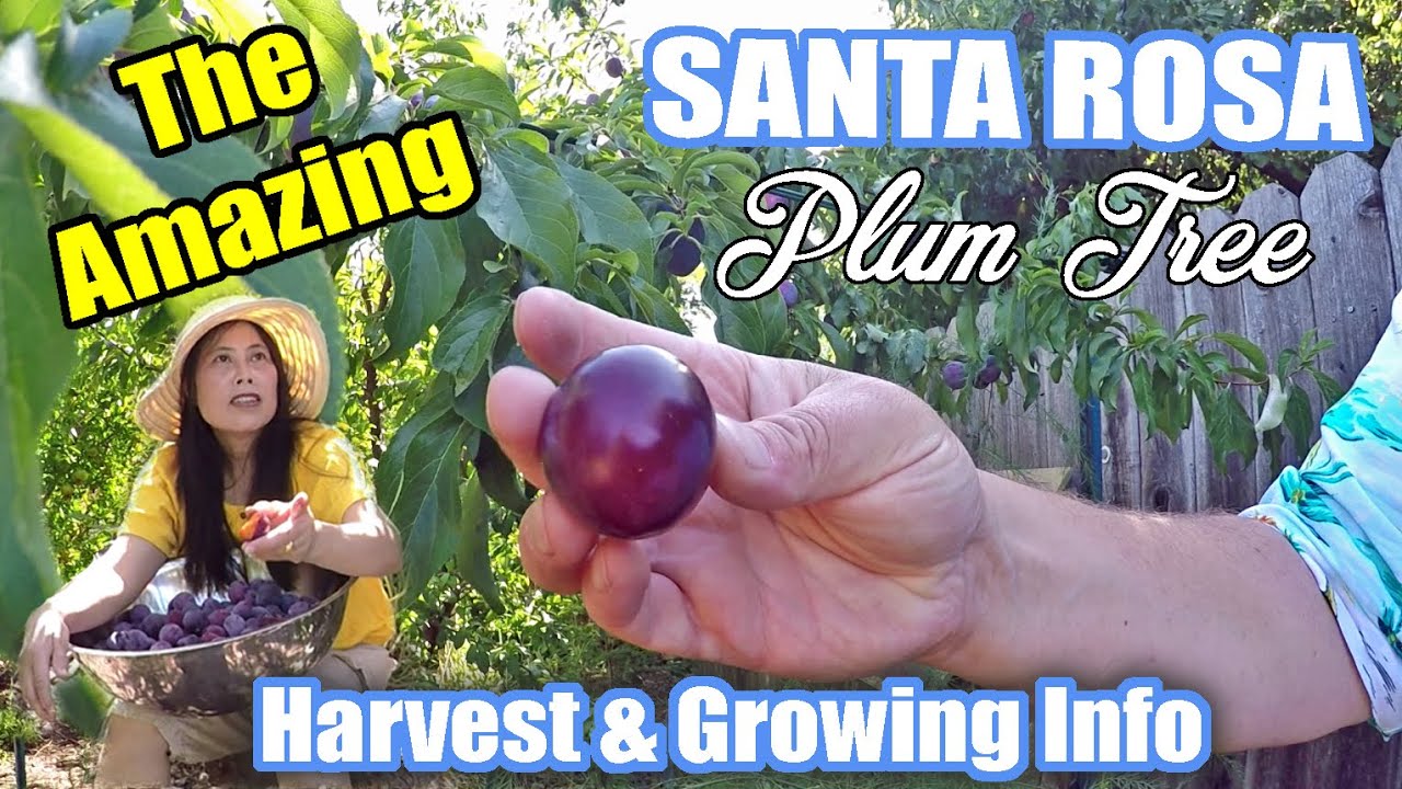 Harvesting 28 lbs of Santa Rosa Plums From Our Backyard Food Forest