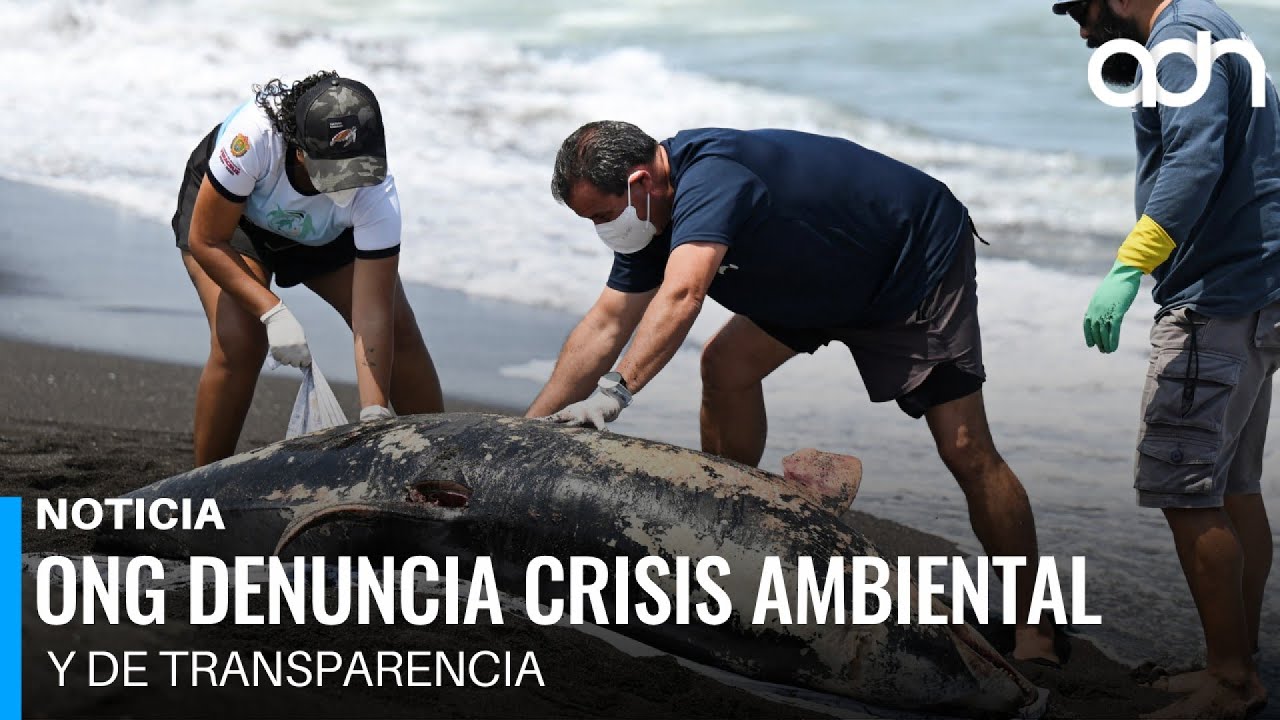 ONG denuncia crisis ambiental y de transparencia tras derrame de petr&oacute;leo en el Golfo de M&eacute;xico