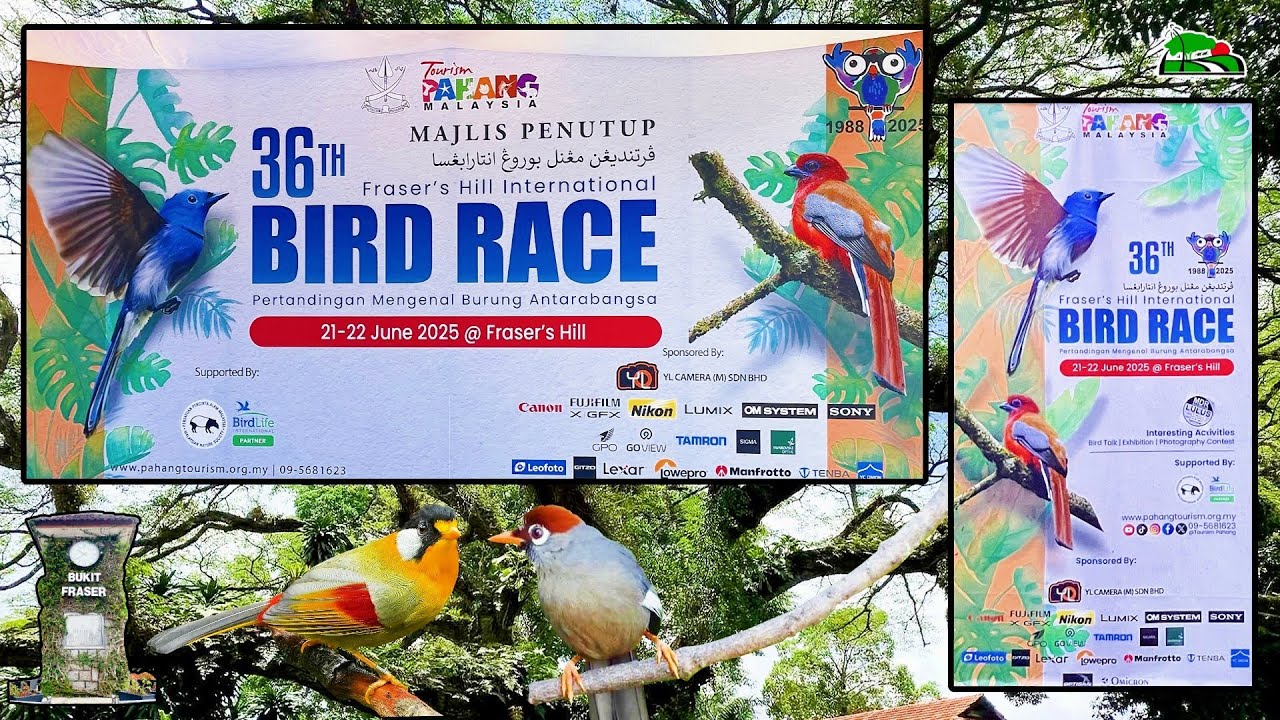 129) Fabulous Birds of Fraser's Hill - June 2025