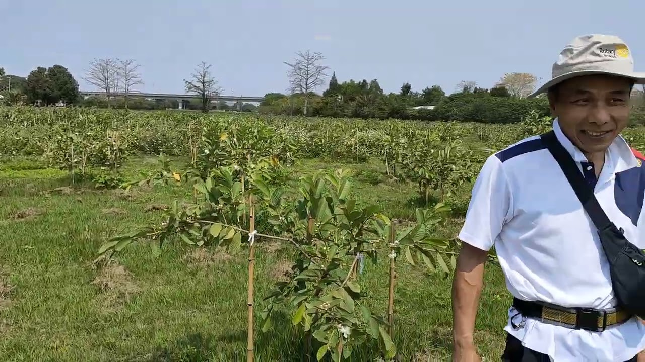 芭樂塑形後首次修枝1