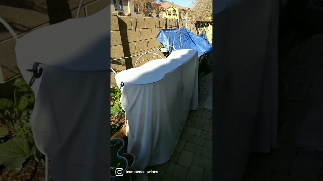 My Garden After A 35 Degree Night