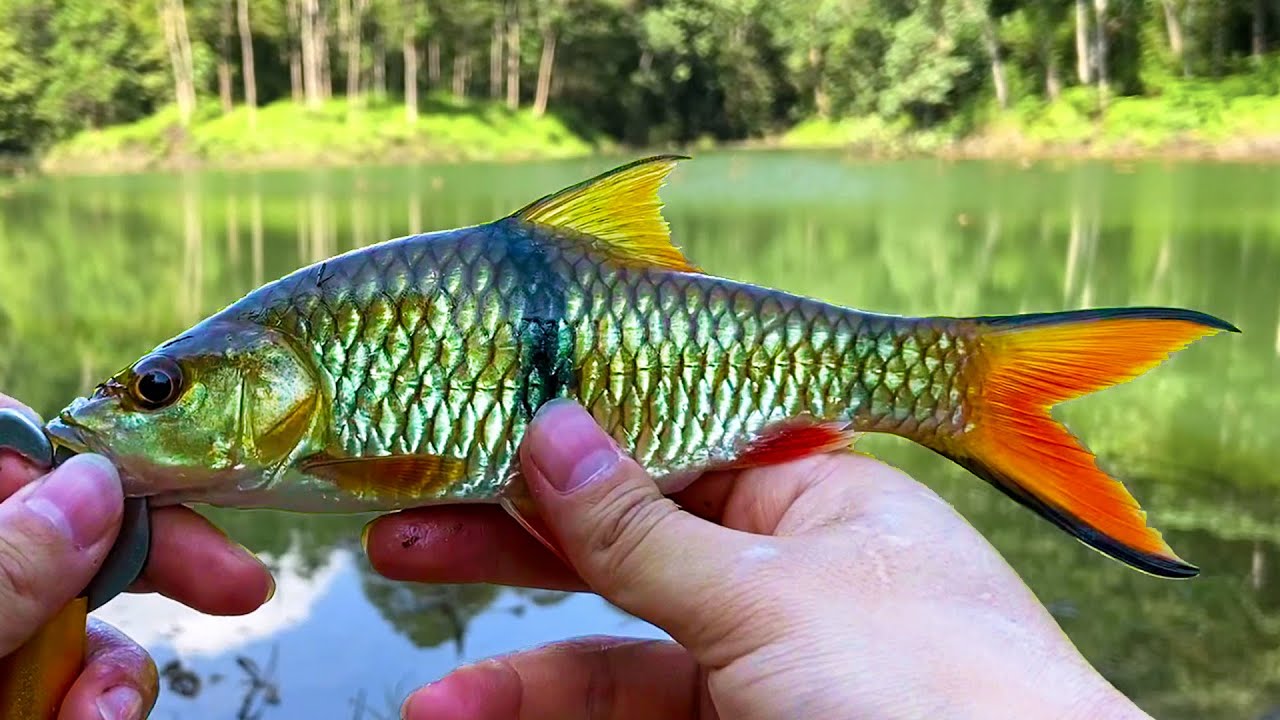 A Solo Catch & Cook Adventure! Barb Fish from a Mountain Lake!