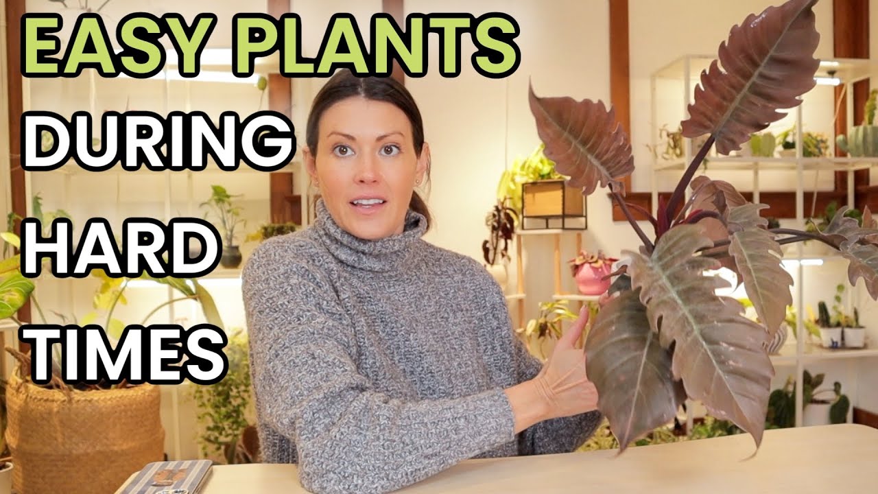 Easy Plants During Hard Times - These Plants Bring Joy, Not Stress 🪴 - Philodendron, Monstera & More