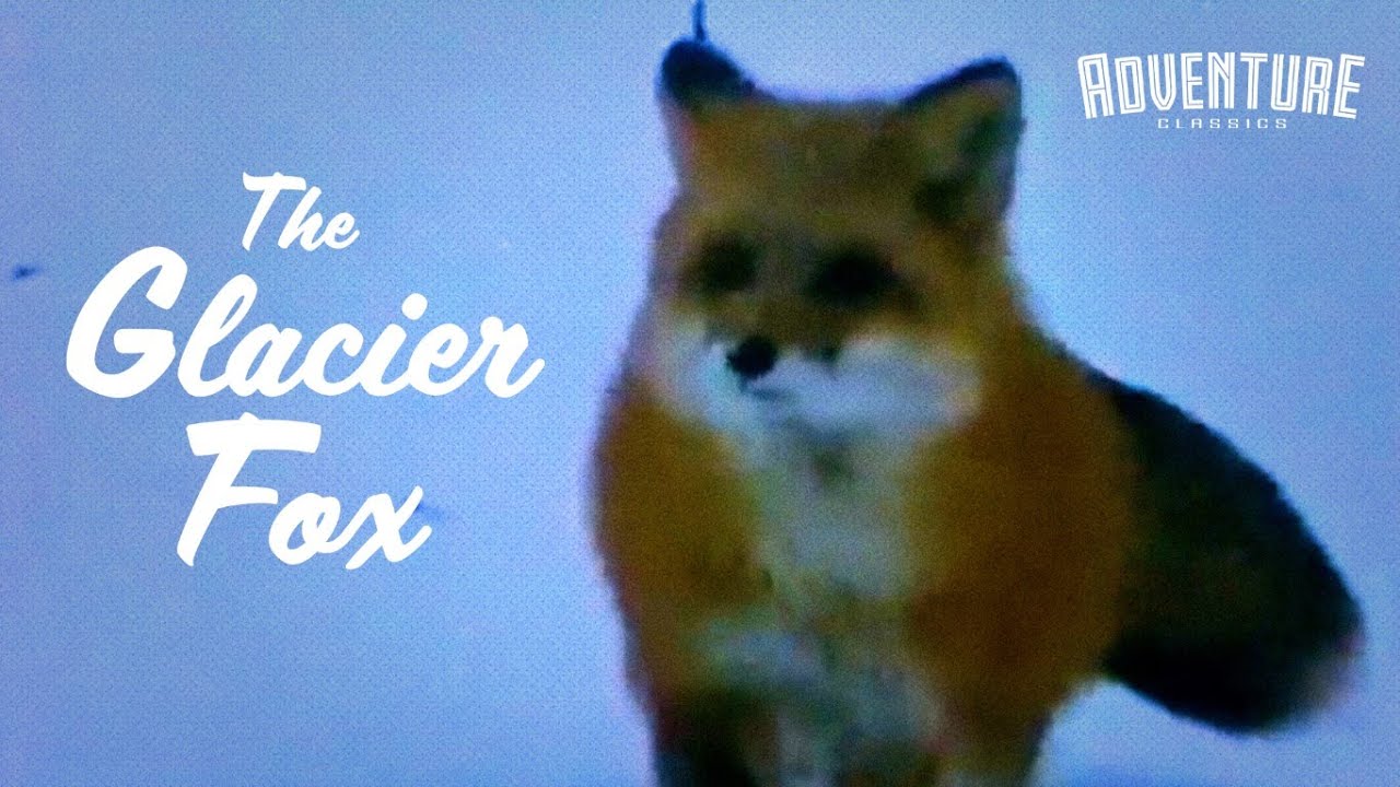 Glacier Fox (1978) | FREE Full Animal Documentary