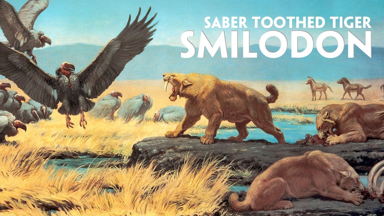 Smilodon - Saber Toothed Tiger the perfect prehistoric predator