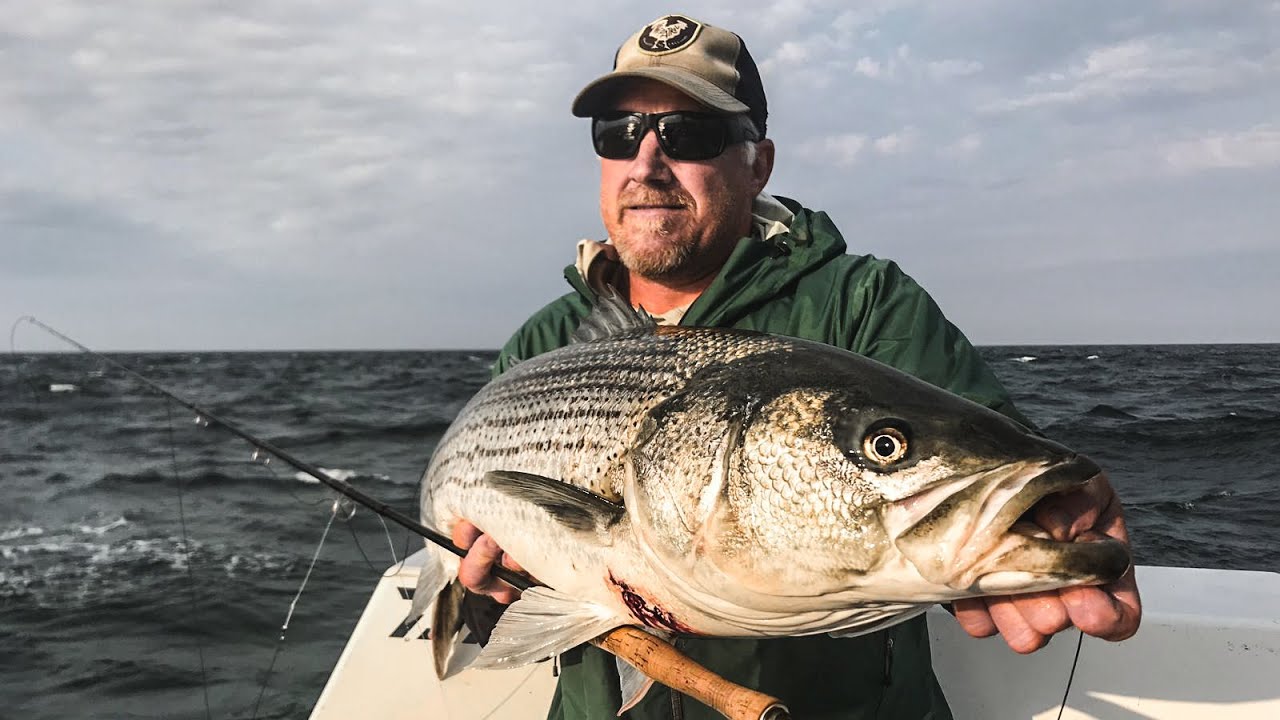Striped Bass fishing in Chatam , Cape Cod