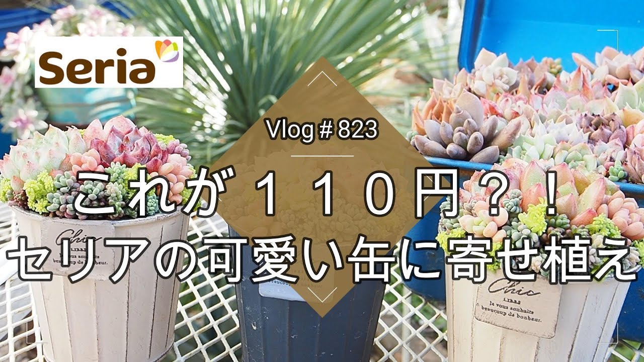【Vlog823】【多肉植物】これが１１０円？！リメイク要らずのセリアの可愛い缶に寄せ植え【多肉寄せ植え】