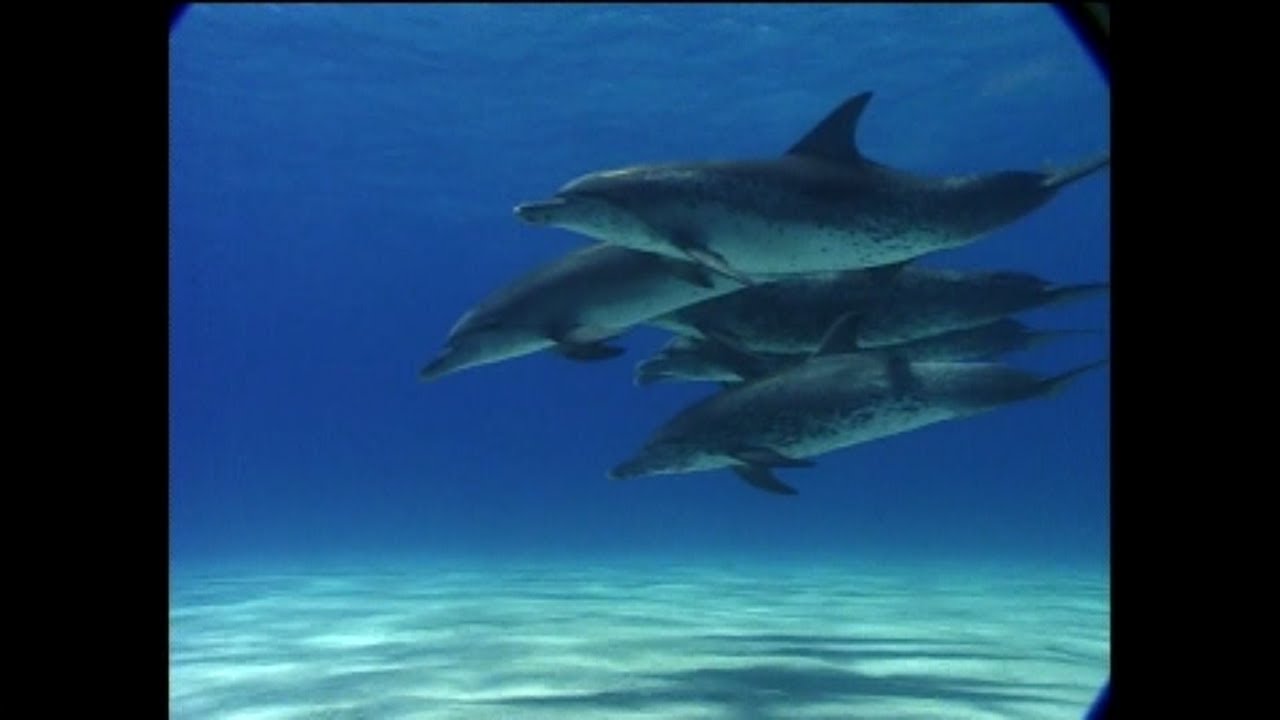 Full episodes of &ldquo;Undersea Explorer&rdquo; (produced 1997-9) - documentaries