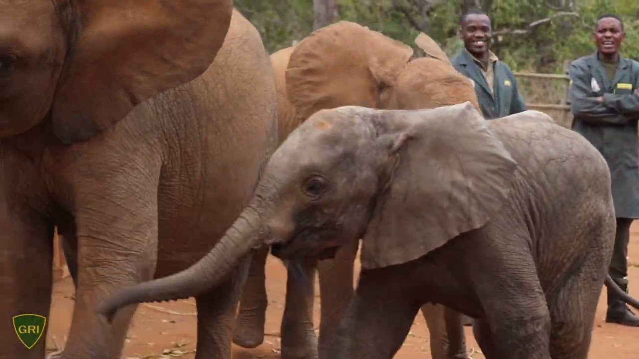 Daliso Meets the Elephant Nursery Herd
