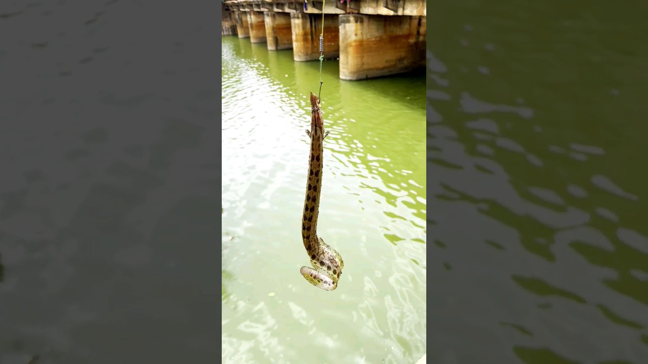 Baam Fish Hunting At Karnataka River 🎣 #viral #fishing #catch #baamfish #river #tasty #fish #baam