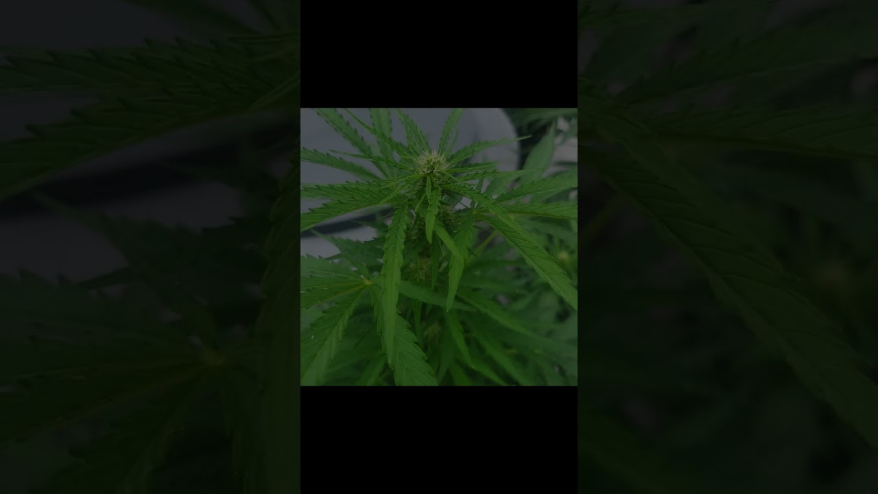 GSC 2025 pt 2