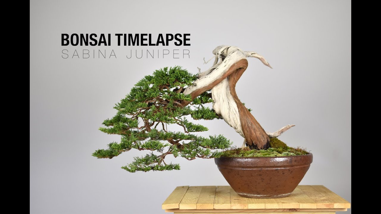 Bonsai Timelapse - Sabina Juniper