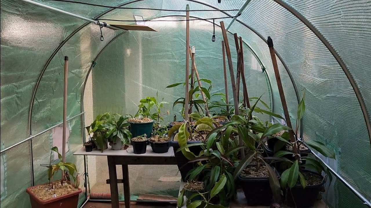 Sistema de irrigação para estufa de plantas carnívoras. (Plantas Carnívoras ep #10)