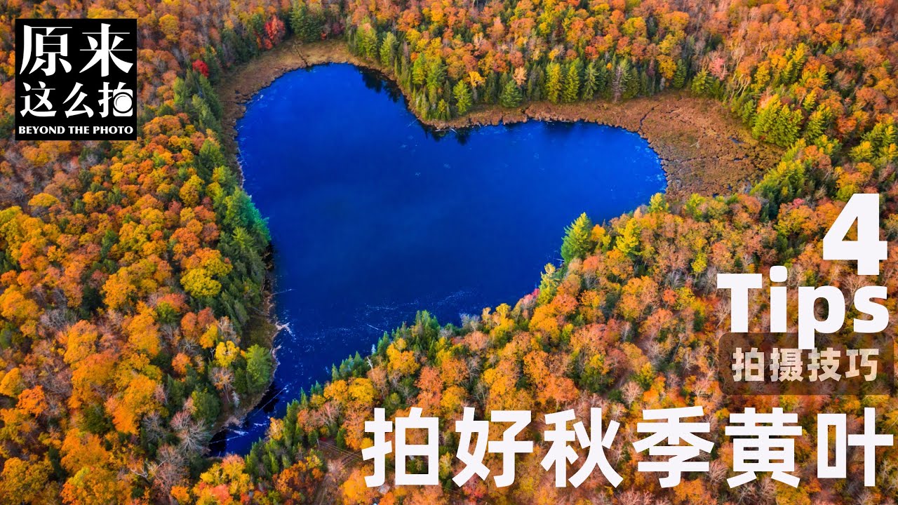 「干货必备！」4个技巧教你秋季黄叶拍大片！｜原来这么拍 237集