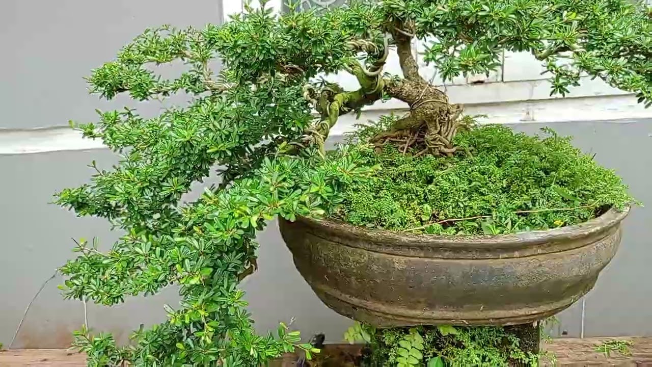 Bonsai super🔥 di rumah 