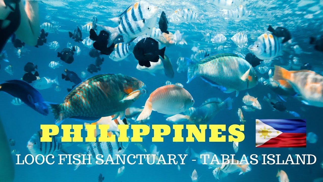 Looc Fish Sanctuary Tablas - The Best Snorkelling Spot In Romblon