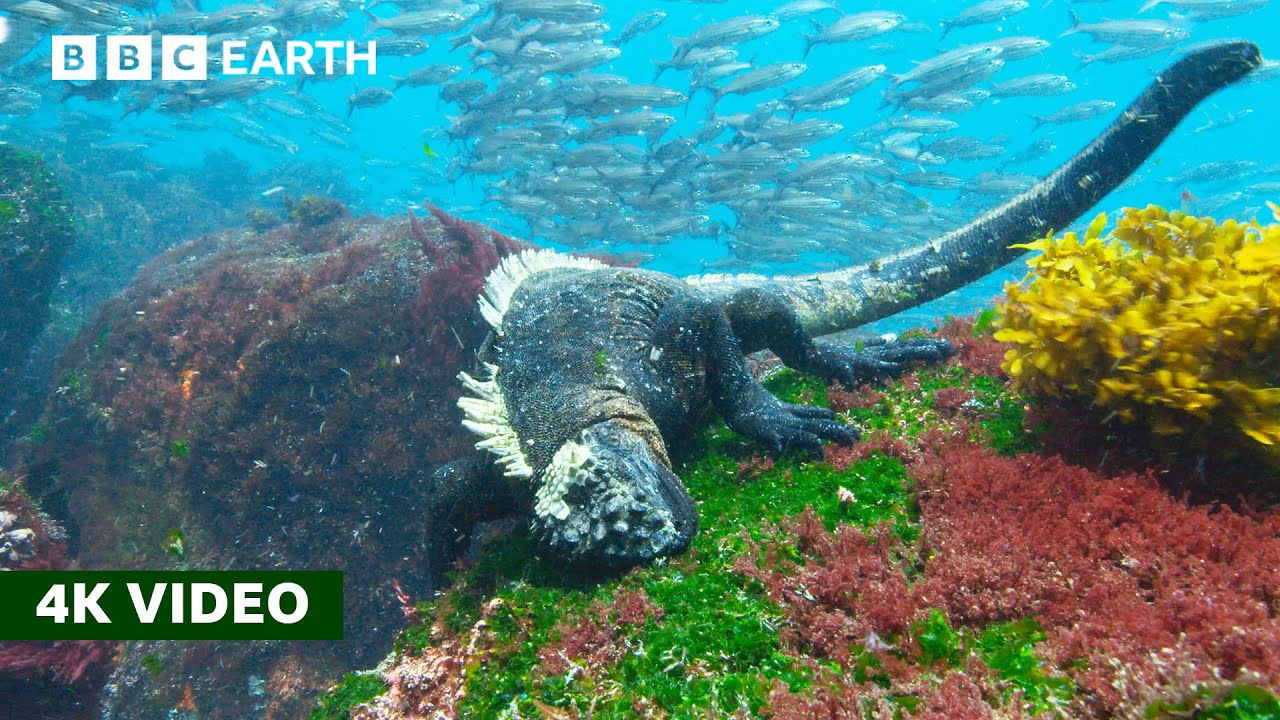 Rare Look at How Marine Iguanas Feed Underwater | 4K UHD | A Perfect Planet | BBC Earth