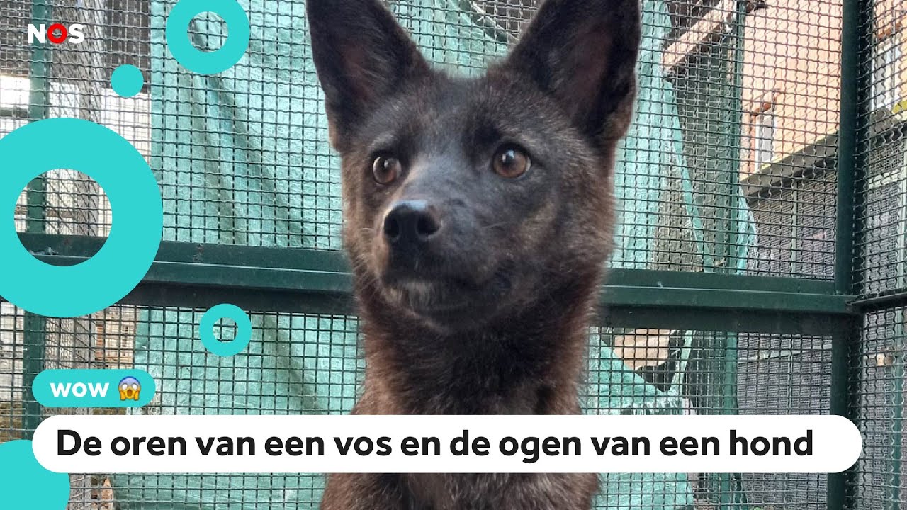 Gered dier blijkt eerste hond-vos ter wereld te zijn