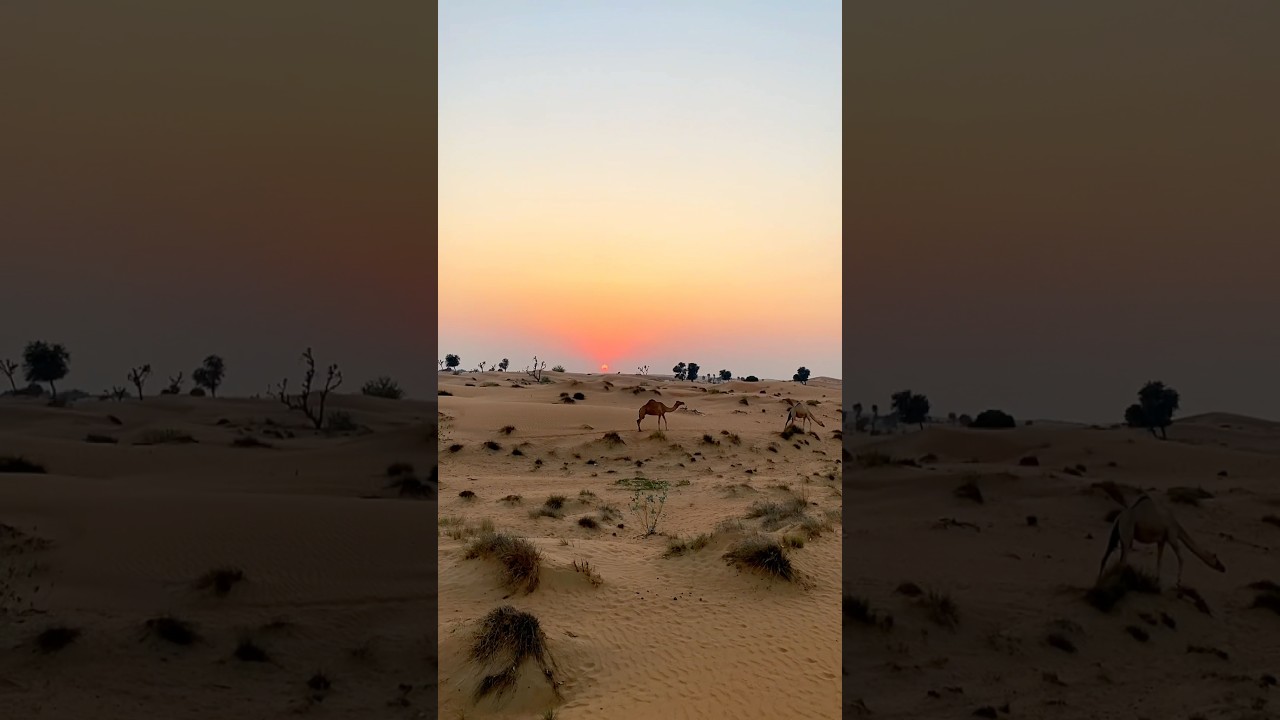 Welcome to my kingdom.🐪🌅 #desert #sunset #mo-hiking #hikinguae #uaedesert #naturevibes