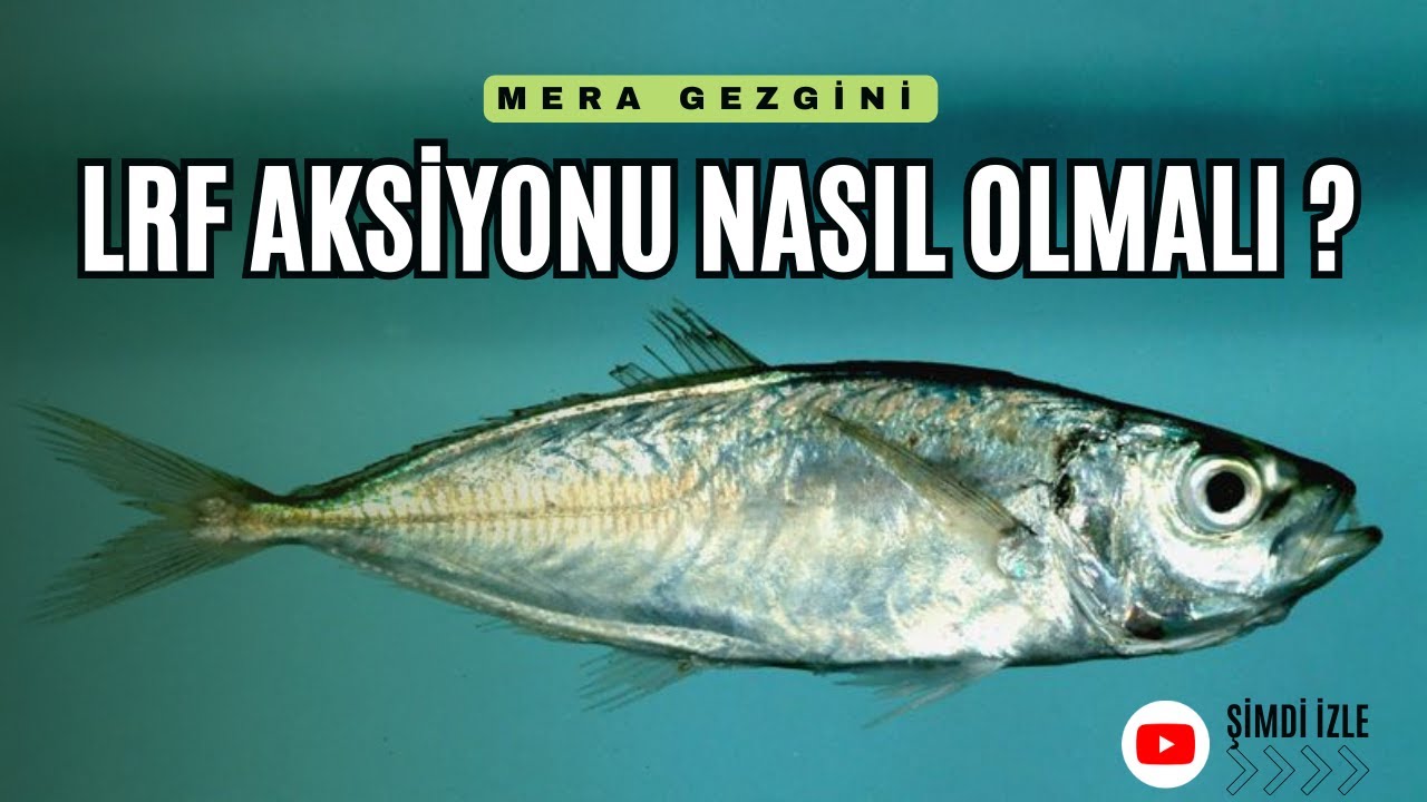 LRF AKSİYONU NASIL OLMALI ? BU AKSİYON BALIK DEMEK !!!