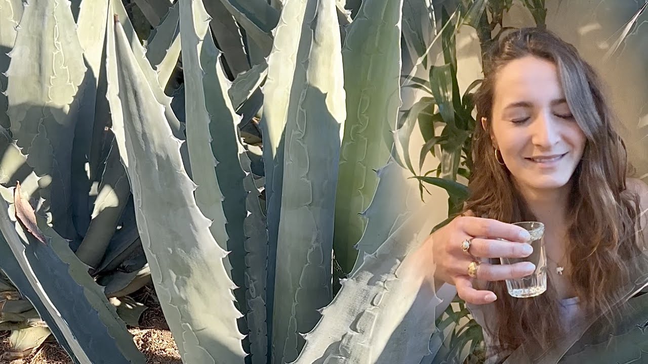 TEQUILA | How It's Made And Where It Comes From