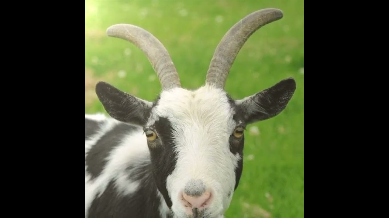 buongiorno ☕ 🎼Le caprette ti fanno ciao 🐐,,🙋
