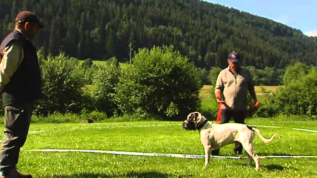 Das Almhunde-Projekt auf münchen.tv - Tierheim München