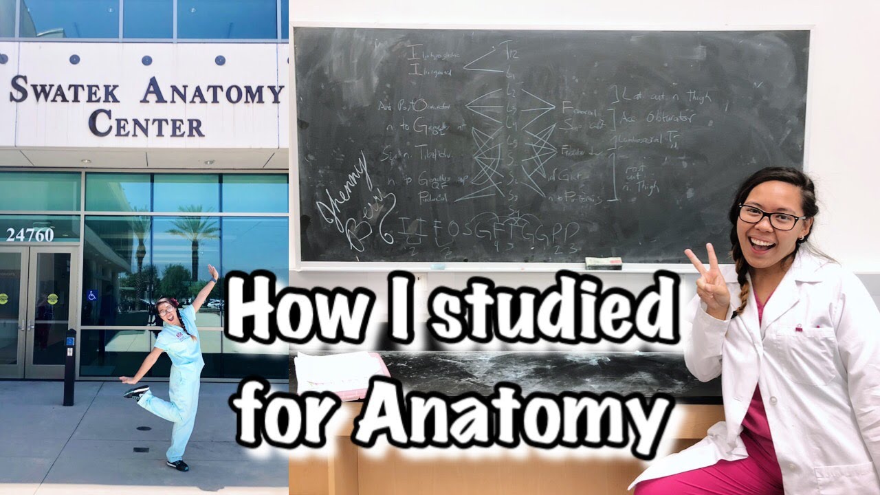 How to study for Anatomy: OT School Vlog 12