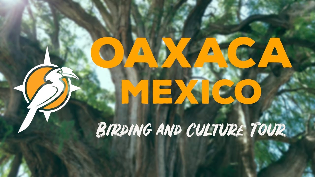 Oaxaca Birding and Culture Tour 2018