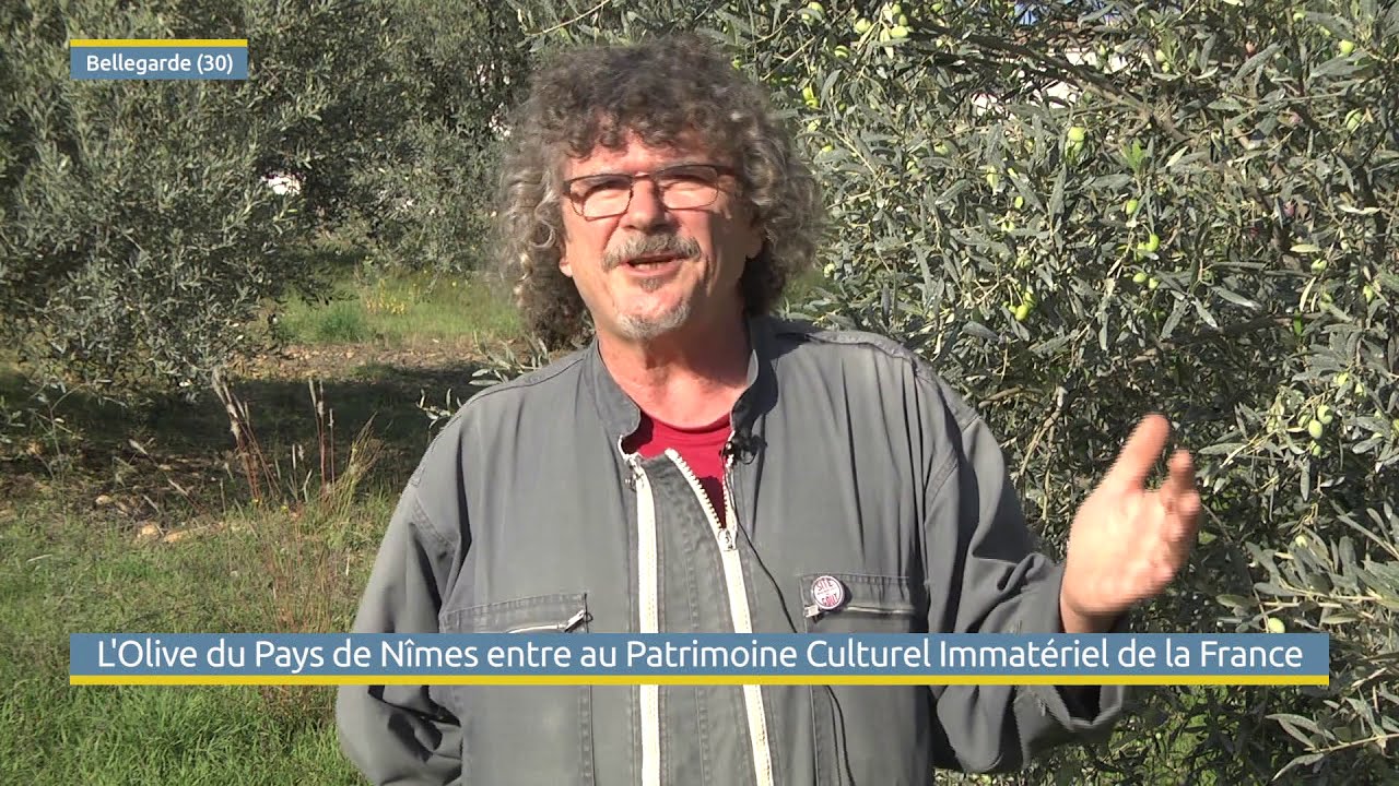 picholine, une olive d'exception