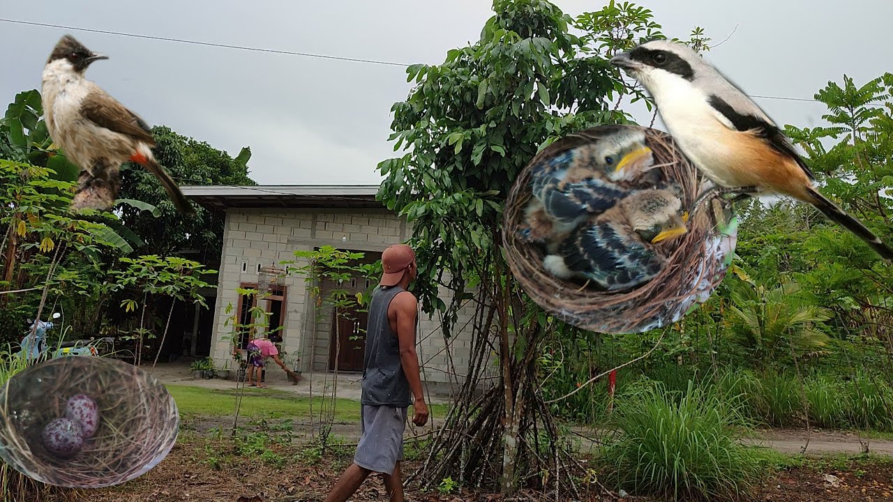 Cari sarang burung ga usah jauh di depan rumah pun bisa panen burung cendet