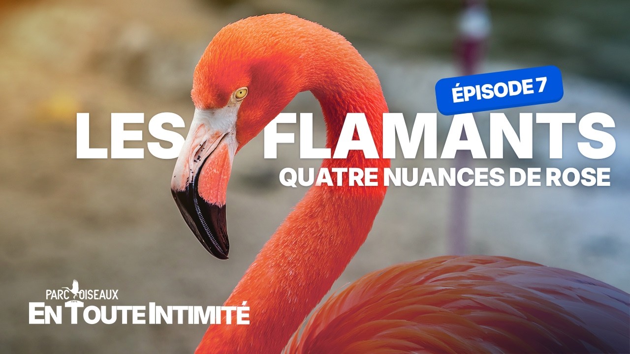 En toute intimité - Les Flamants