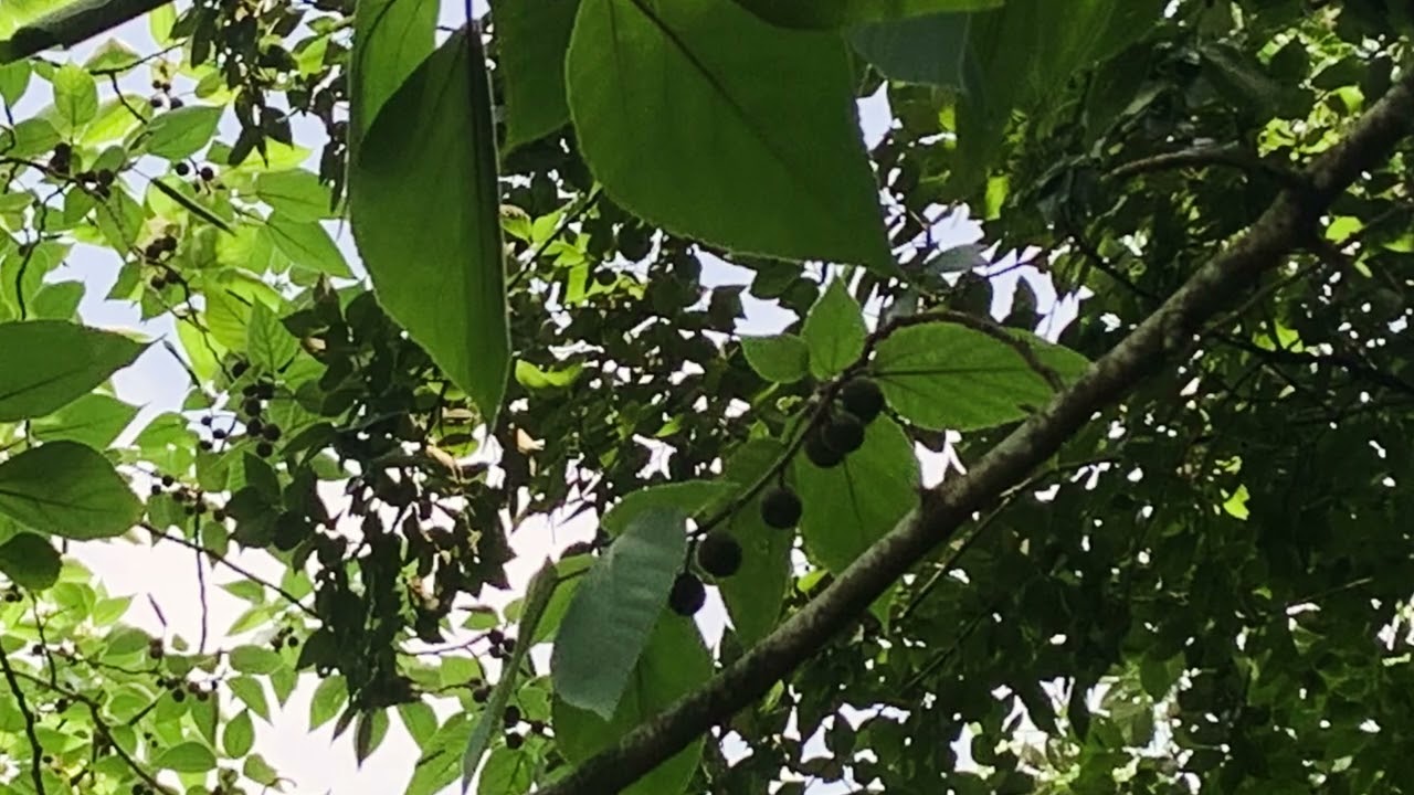 ［認識植物好好玩］「構樹」學名：Broussonetia papyrifera，大蔚阿昌（David Liao)［樹木與葉子的故事]