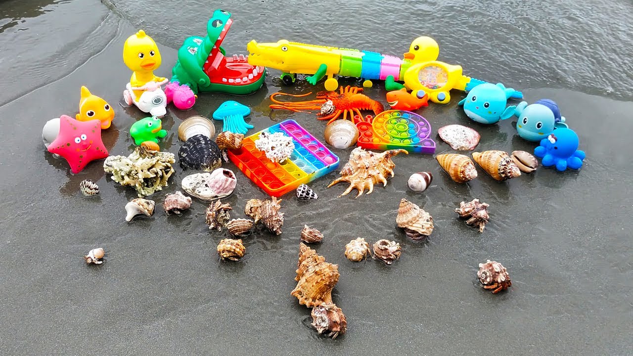 WOW! Menemukan Kelomang Besar, Keong, Siput, Kerang, Gurita, Bintang Laut, Bebek, Lobster, Ikan Hiu