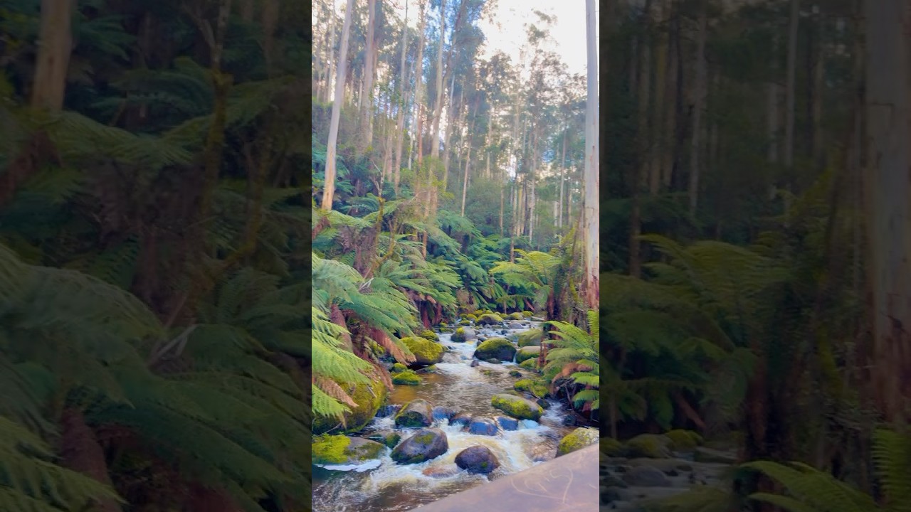 Green therapy for your screen!   #greenescape #travel #nature #waterfall #victoria #australiatravel