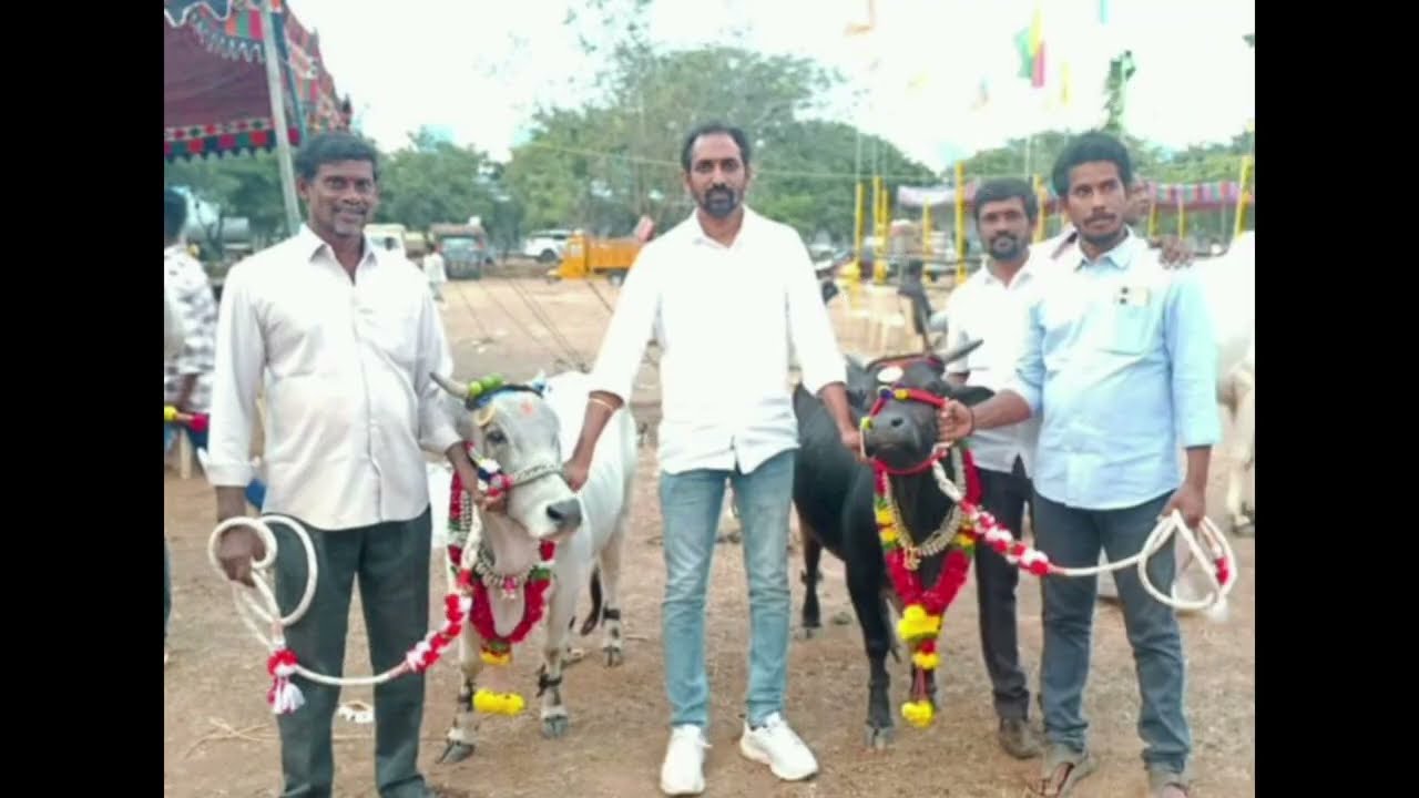 గోవులు అందాల పోటీలు 