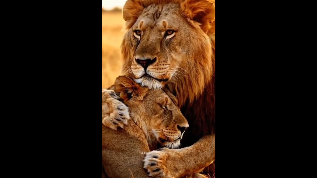 Lion King strong sound hear away 8 kilometers 