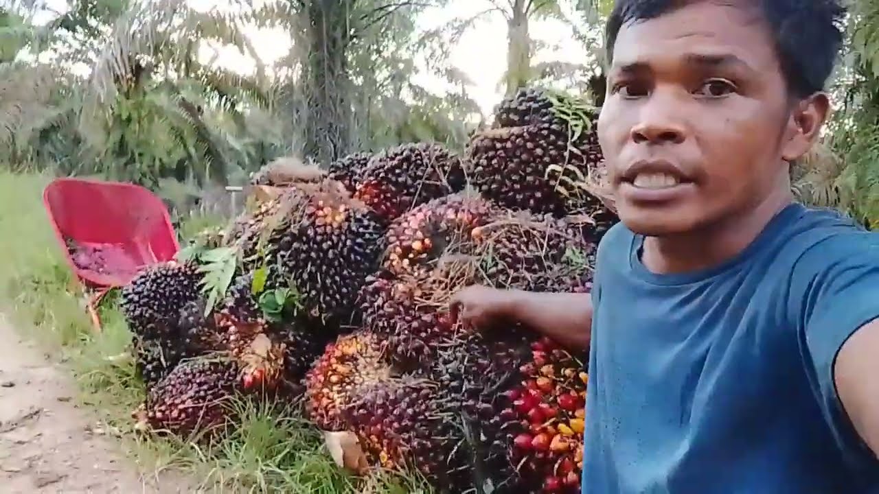 MANEN DI LAHAN TANAH GAMBUT YG BELUM PADAT SAGAT MEMUASKAN SEKALI HASIL YA