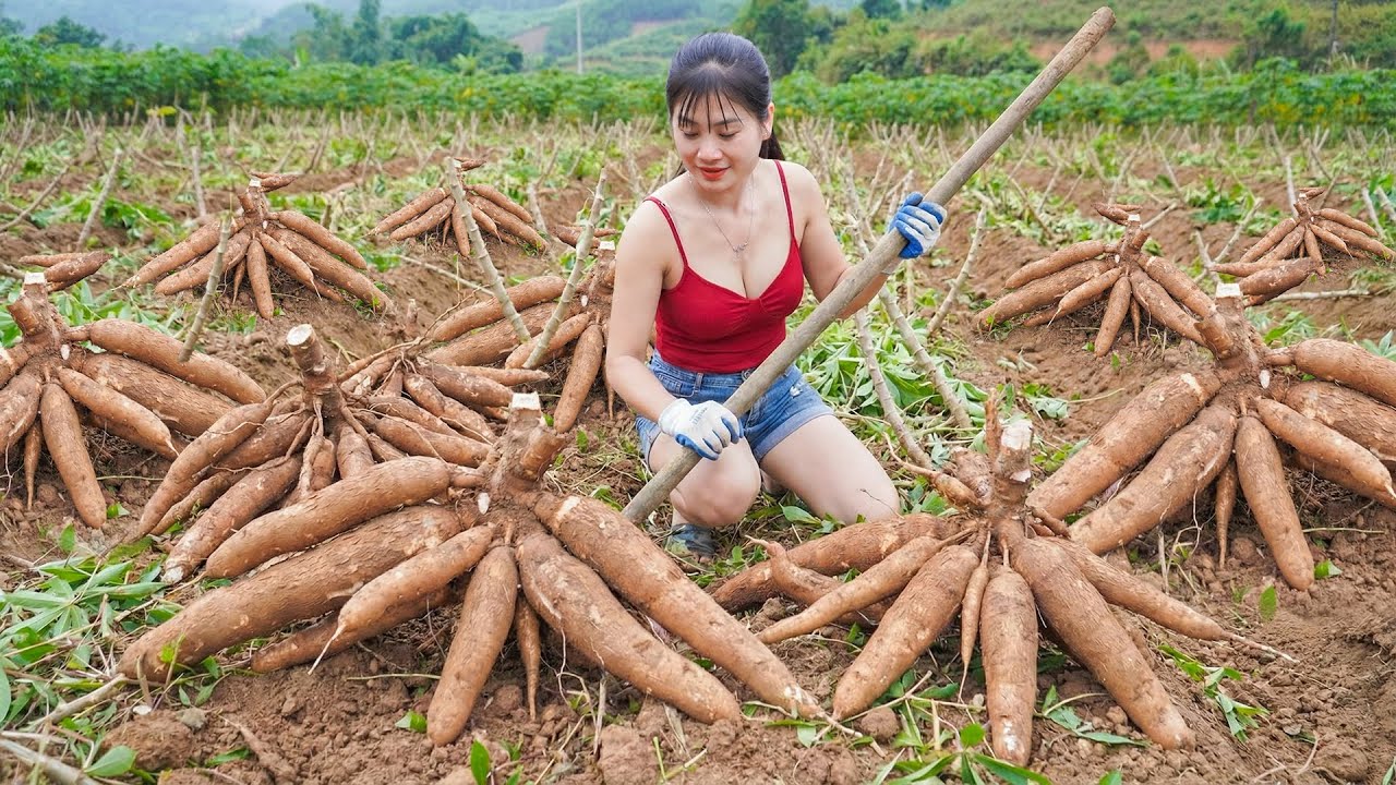 Harvesting Large Cassava tubers On The Hillside And Selling Them At The Local Rural Market
