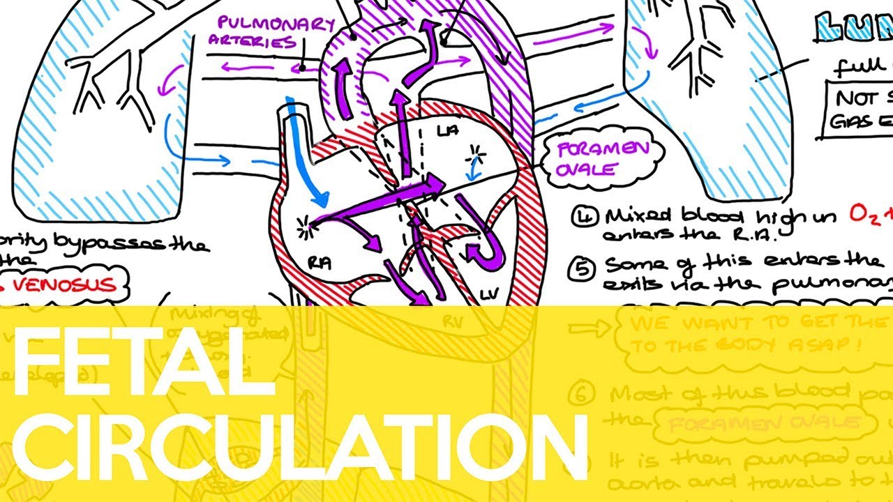 Fetal Circulation (Ductus Venosus, Foramen Ovale & Ductus Arteriosus) - Sarah Clifford Illustration