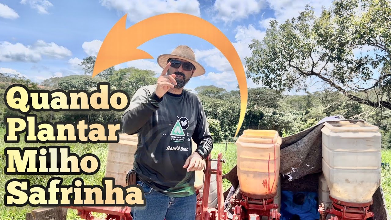 PORQUE EU PLANTEI O MILHO SAFRINHA