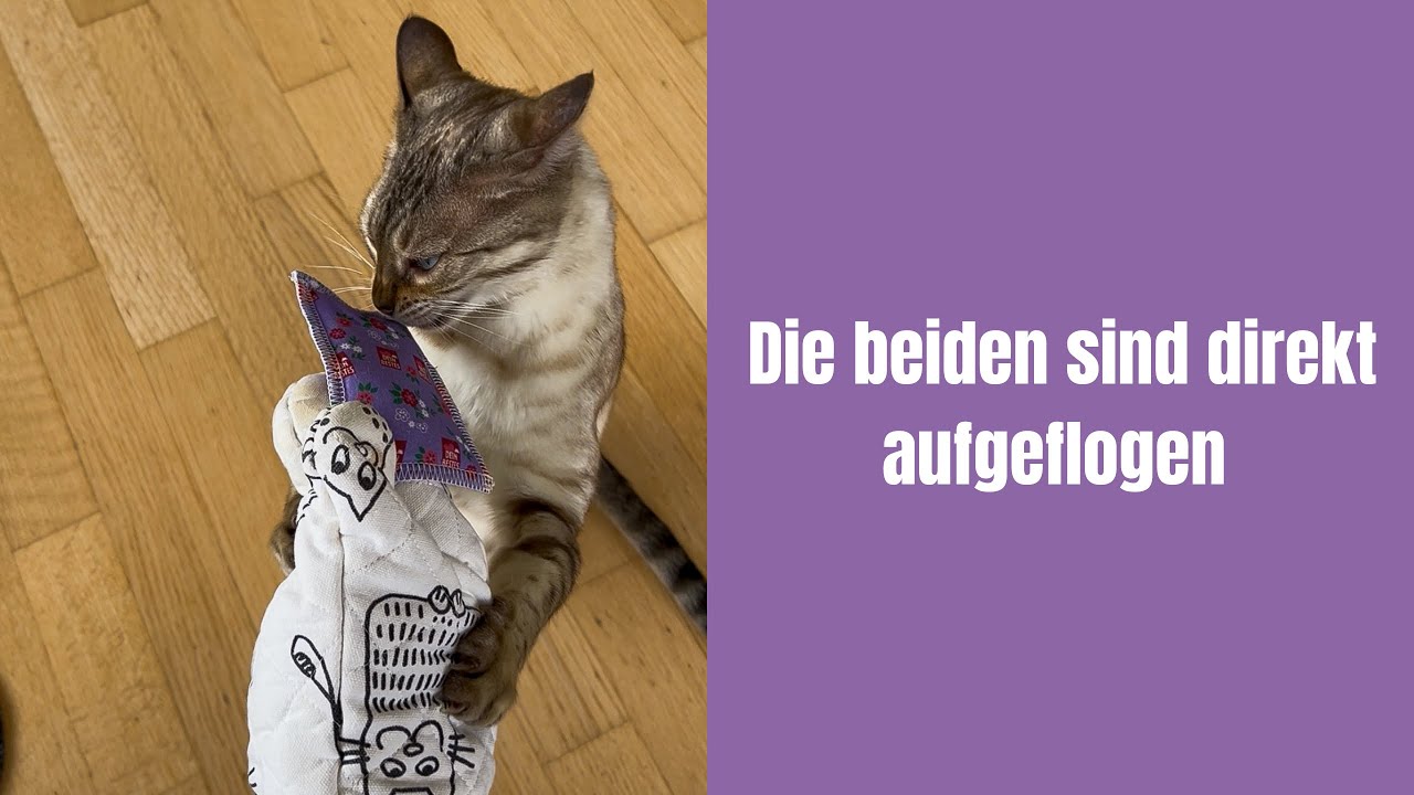 Die beiden sind direkt aufgeflogen #katze #katzenvideos #katzenaufyoutube #bengalkatze #katzen 