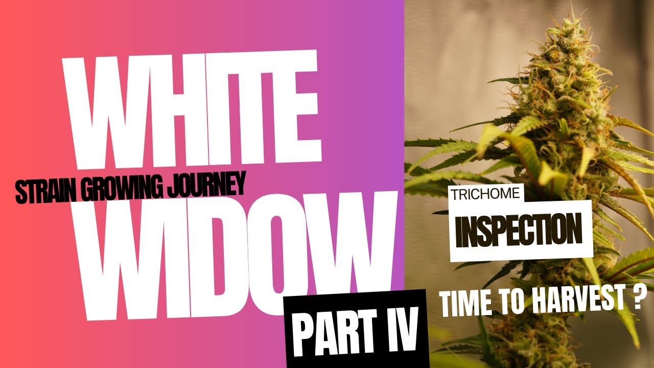 WHITE WIDOW - Strain growing journey Part 4 Week 8 of Flower