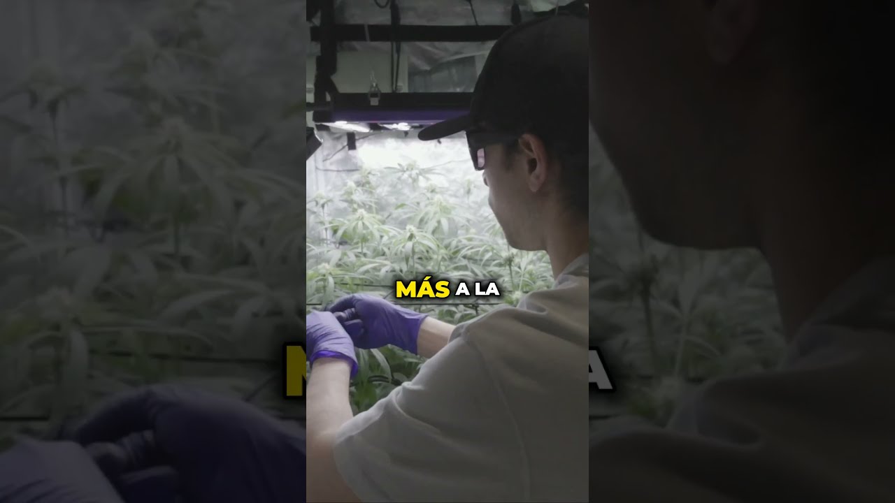 Hago Podas en Floraci&oacute;n?