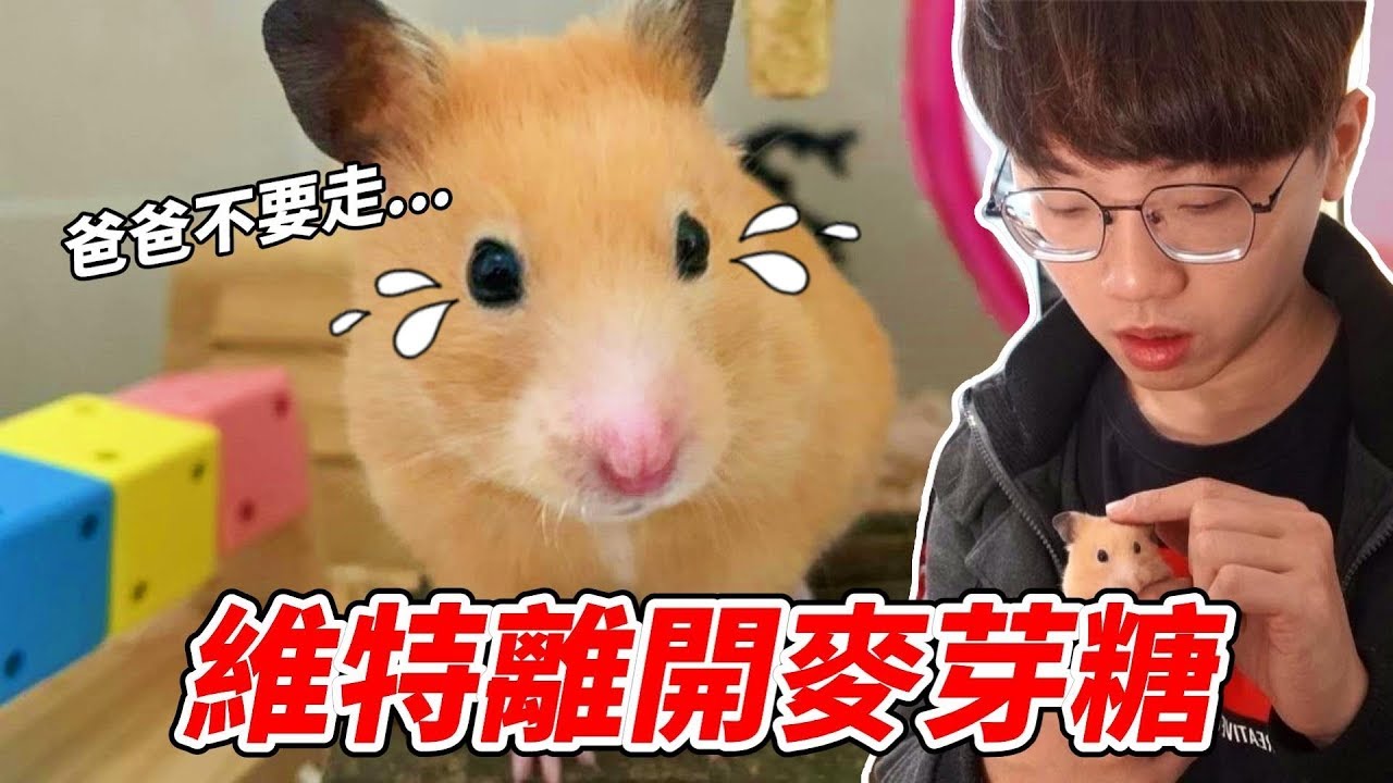 【維鼠日記】維特離開麥芽糖【維特】#75