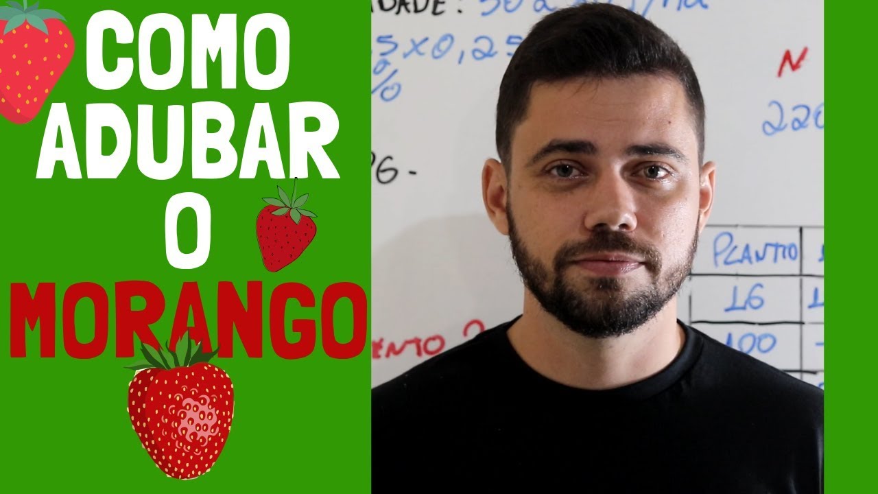 Como adubar o morango? Recomendação completa
