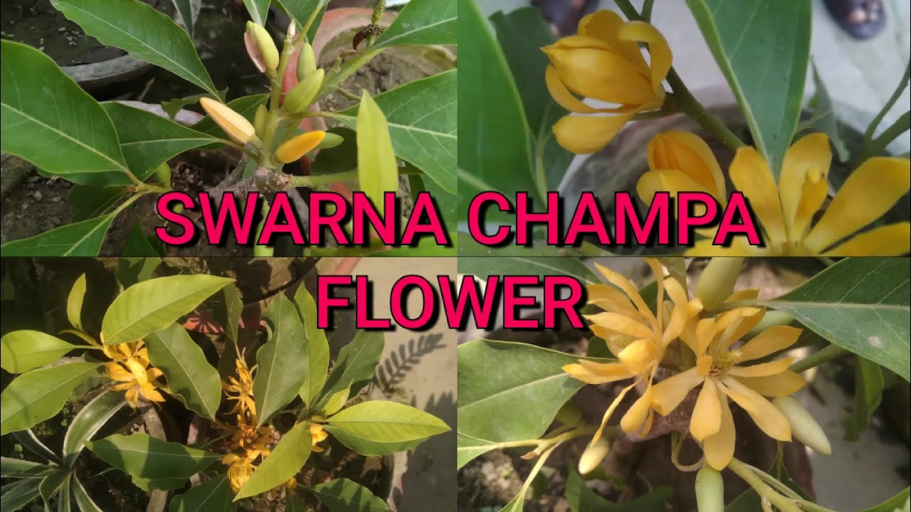 SWARNA CHAMPA FLOWER.
