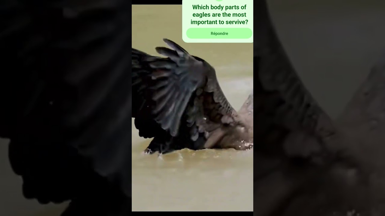 Amaizing & Speedy Eagle's agility.#birds #eaglelovers #wildlife