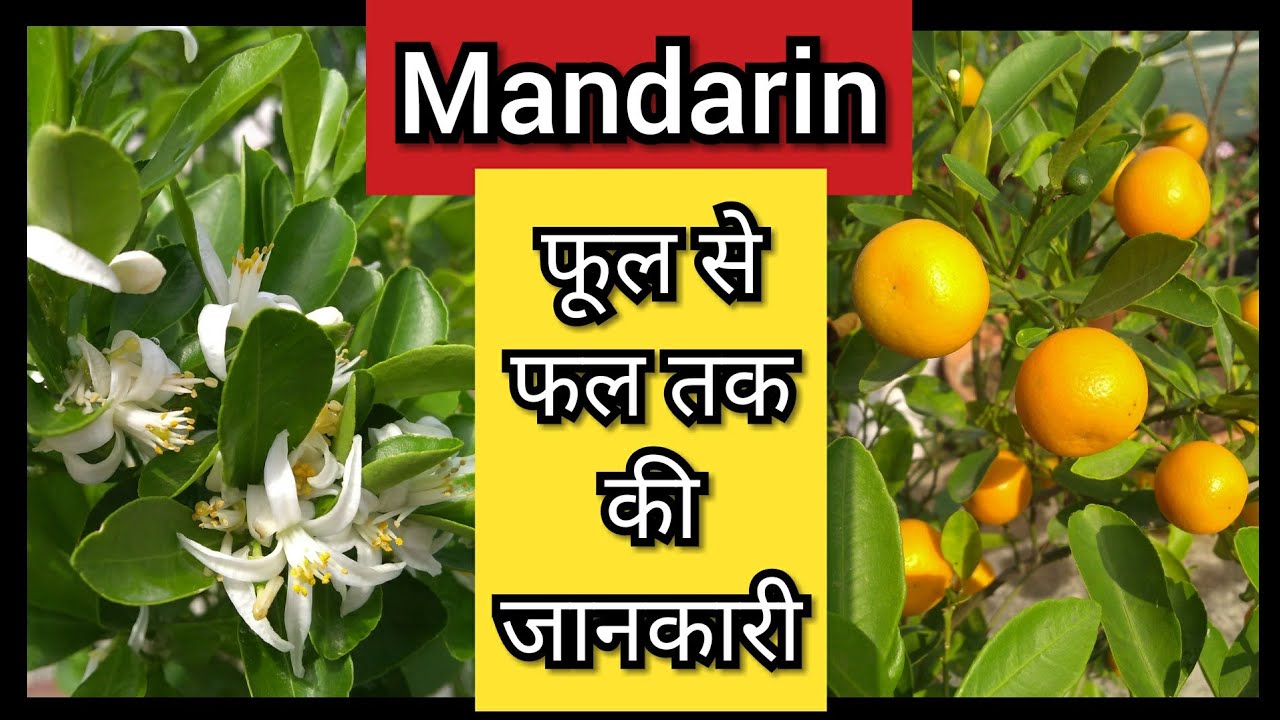 241:- Mandarin, Mandarin Orange, Mini Orange, Little Orange, Narangi, Mini Narangi, Chinese orange