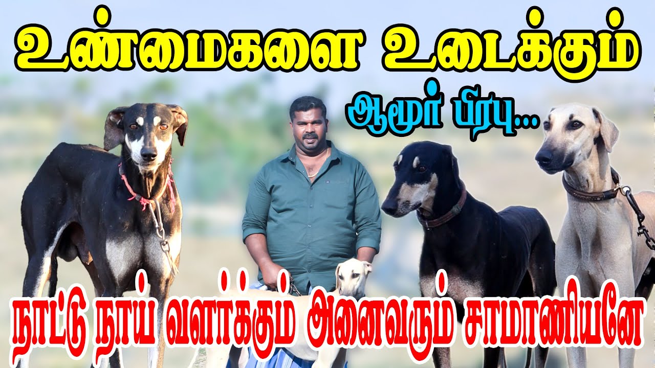 நாட்டு நாய் வளர்க்கும் அனைவரும் சாமாணியர்களே..!!! | ஆமூர் பிரபு | பகுதி - 2